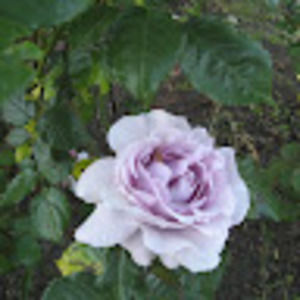 Meet your Posher, Shariffa